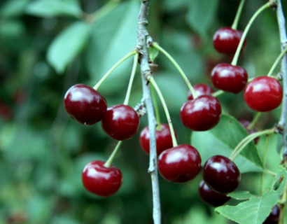 Prunus ‘Schaarbeekse kriek’ - Kriek, zure kers