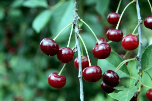 Prunus ‘Schaarbeekse kriek’ - Kriek, zure kers