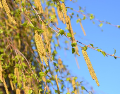 Betula Pendula meerstammig - Ruwe Berk