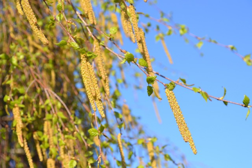 Betula Pendula meerstammig - Ruwe Berk