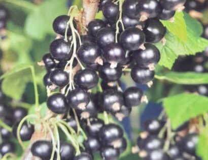 Ribes nigrum ‘Titania’ - Zwarte bes