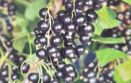 Ribes nigrum ‘Titania’ - Zwarte bes