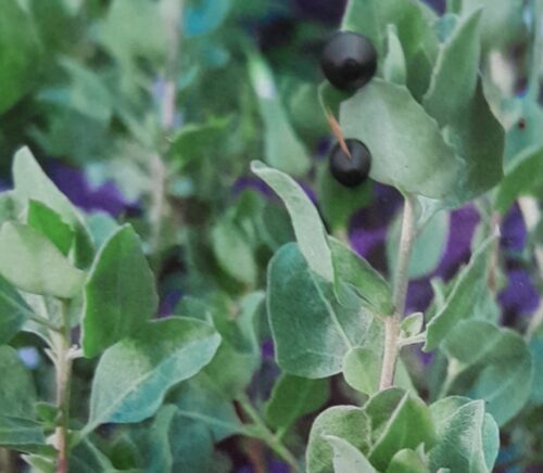 Atriplex halimus - Zoutmelde