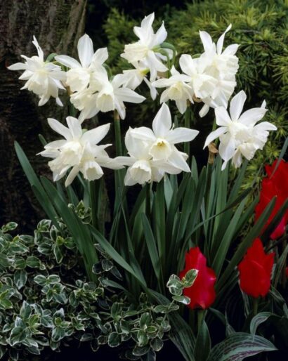 Narcissus Thalia - Narcis