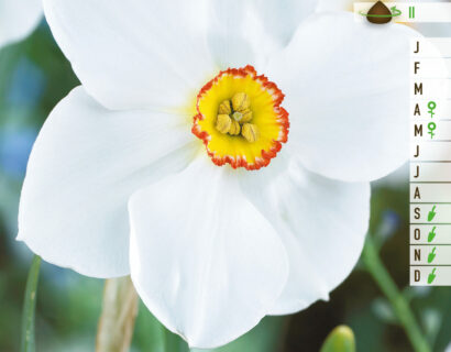 Narcissus Actea - Narcis