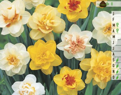 Narcissus Family Follies - Narcis