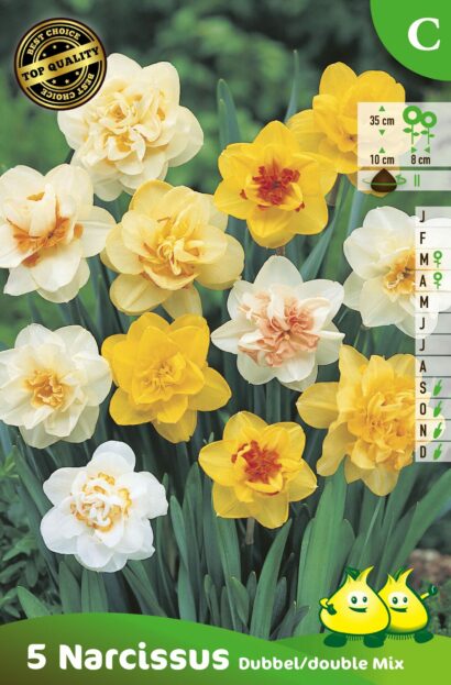 Narcissus Family Follies - Narcis