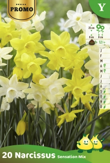 Narcissus sensation mix - Narcis