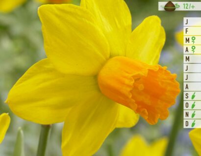 Narcissus Jetfire - Narcis