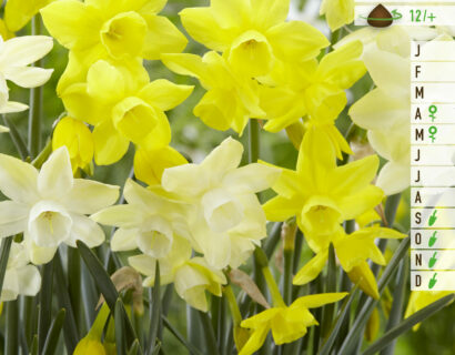 Narcissus sensation mix - Narcis