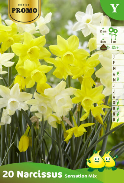 Narcissus sensation mix - Narcis