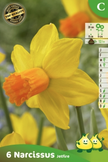 Narcissus Jetfire - Narcis