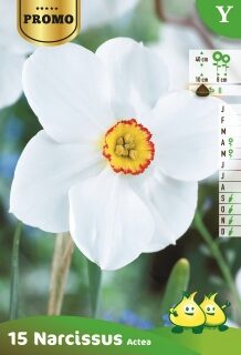 Narcissus Actea - Narcis
