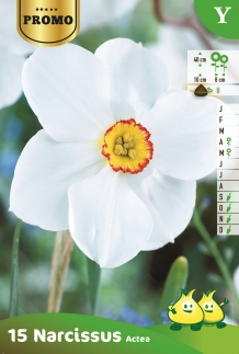 Narcissus Actea - Narcis