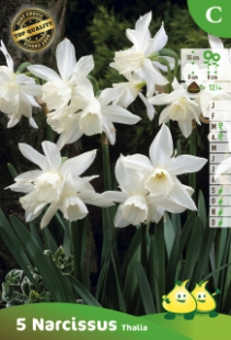 Narcissus Thalia - Narcis