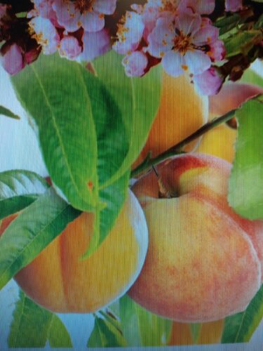 Prunus Duo Perzik-abrikoos - 