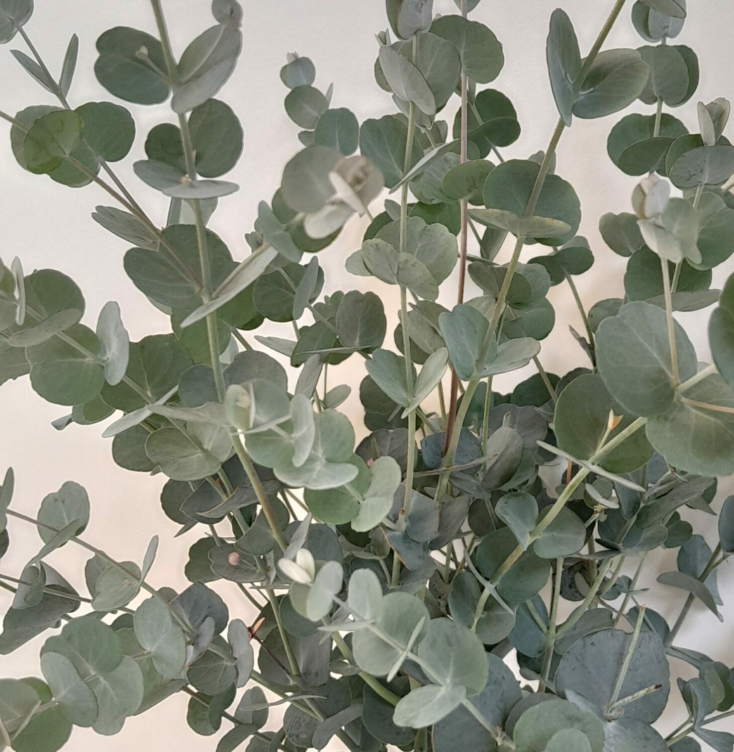 Eucalyptus - Gomboom
