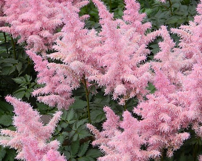 Astilbe Simplicifolia ‘Sprite’ - Pluimspirea