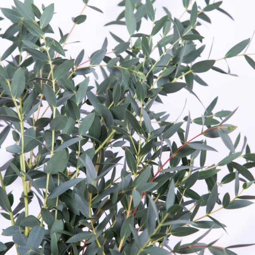 Eucalyptus Parvifolia - Eucalyptus