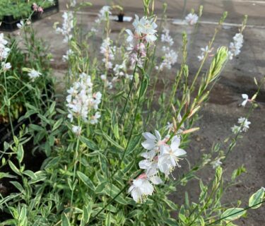 Gaura lindheimeri ‘Corrie’s Gold’