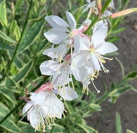 Gaura lindheimeri ‘Corrie’s Gold’ - Prachtkaars