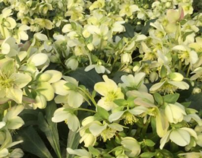 Helleborus Nigercors ‘Diego Ice’ - Kerstroos