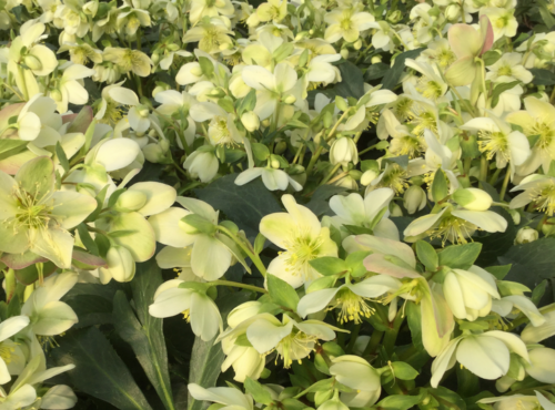 Helleborus Nigercors ‘Diego Ice’ - Kerstroos