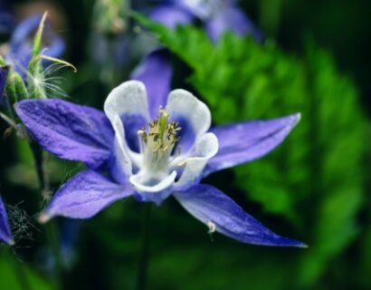 Aquilegia ‘Biedermeier’ - Akelei