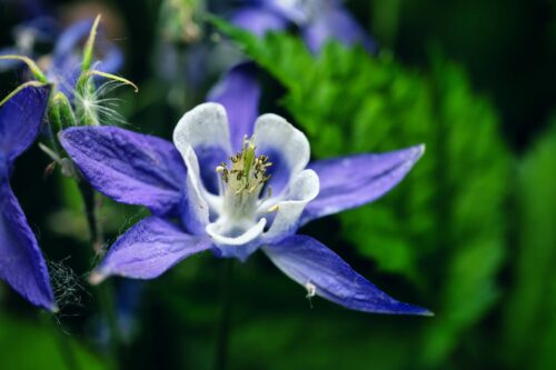 Aquilegia ‘Biedermeier’ - Akelei