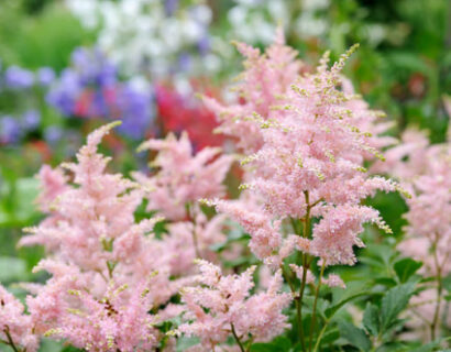 Astilbe Simplicifolia ‘Sprite’ - Pluimspirea