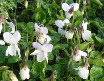 Viola odorata ‘Alba’ - Wit maarts viooltje