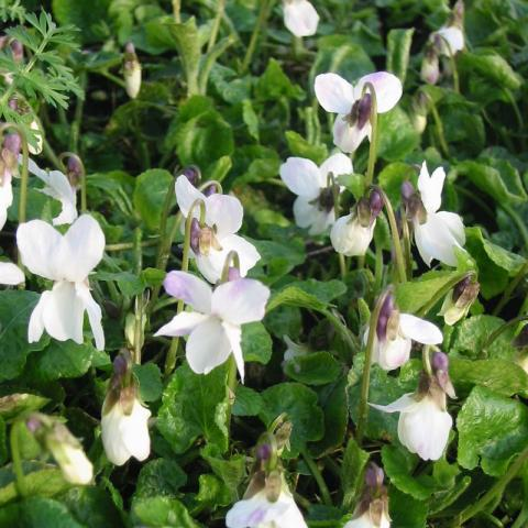 Viola odorata ‘Alba’ - Wit maarts viooltje