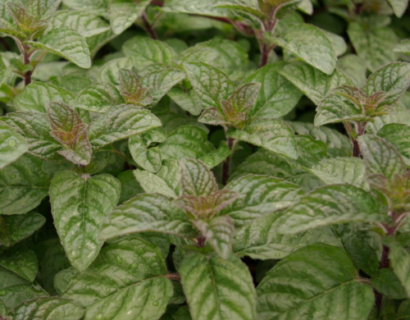 Mentha ‘Berries and Cream’ - Munt 'Berries & Cream'