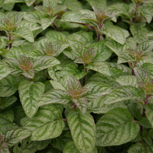 Mentha ‘Berries and Cream’ - Munt 'Berries & Cream'