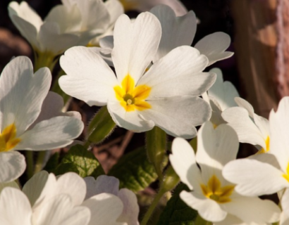 Primula japonica ‘Alba’