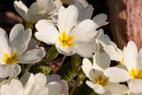 Primula japonica ‘Alba’ - Japanse sleutelbloem