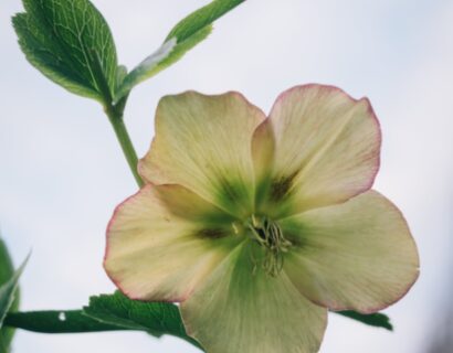 Helleborus niger ‘Special Selection’ - Kerstroos