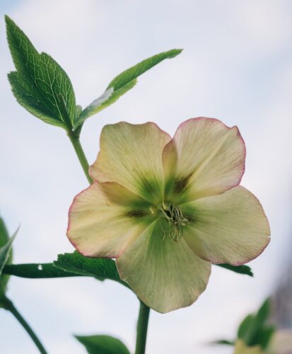 Helleborus niger ‘Special Selection’ - Kerstroos