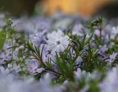 Phlox subulata ‘Bavaria’