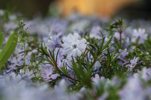 Phlox subulata ‘Bavaria’ - Kruipphlox