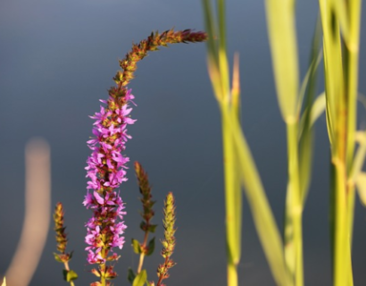 Veronica spicata ‘Rosa Zwerg’ - Ereprijs