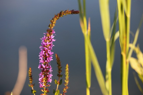 Veronica spicata ‘Rosa Zwerg’ - Ereprijs