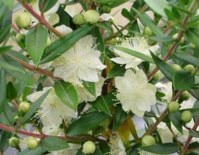 Myrtus communis ‘Tarentina’ - Mirt