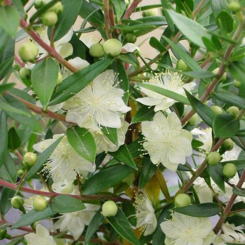 Myrtus communis ‘Tarentina’ - Mirt