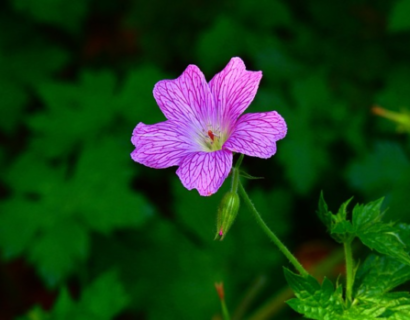 Geranium palustre - Moerasooievaarsbek