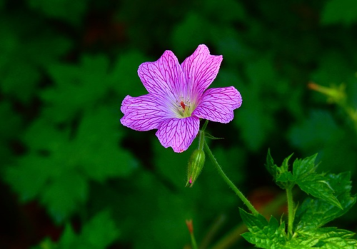 Geranium palustre - Moerasooievaarsbek