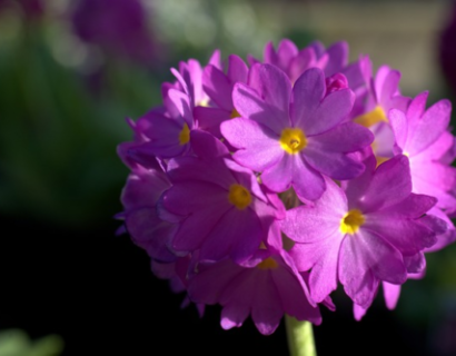 Primula denticulata ‘Rubin’ - Sleutelbloem