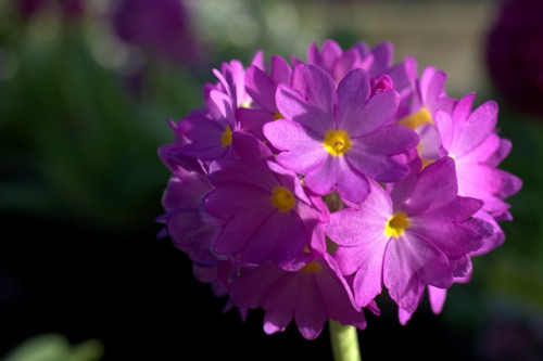 Primula denticulata ‘Rubin’ - Sleutelbloem