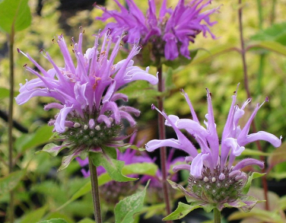 Monarda fistulosa - Bergamotplant