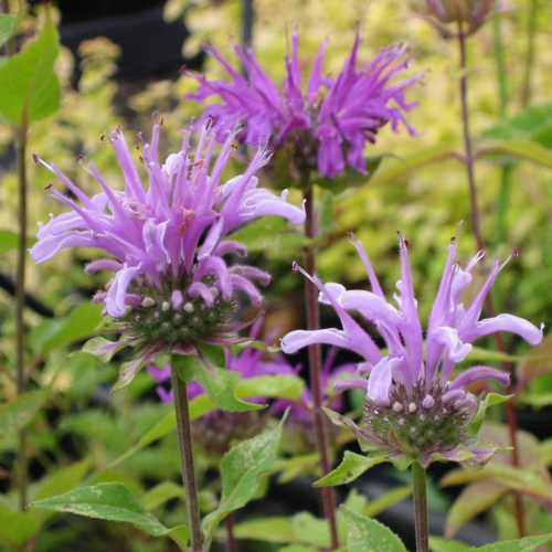 Monarda fistulosa - Bergamotplant